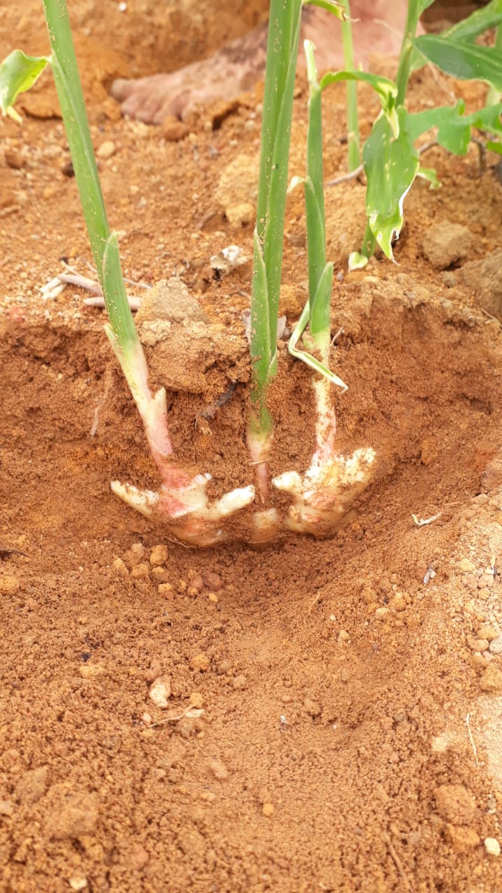 WhatsApp Image 2021-12-06 at 13.50.02.jpeg