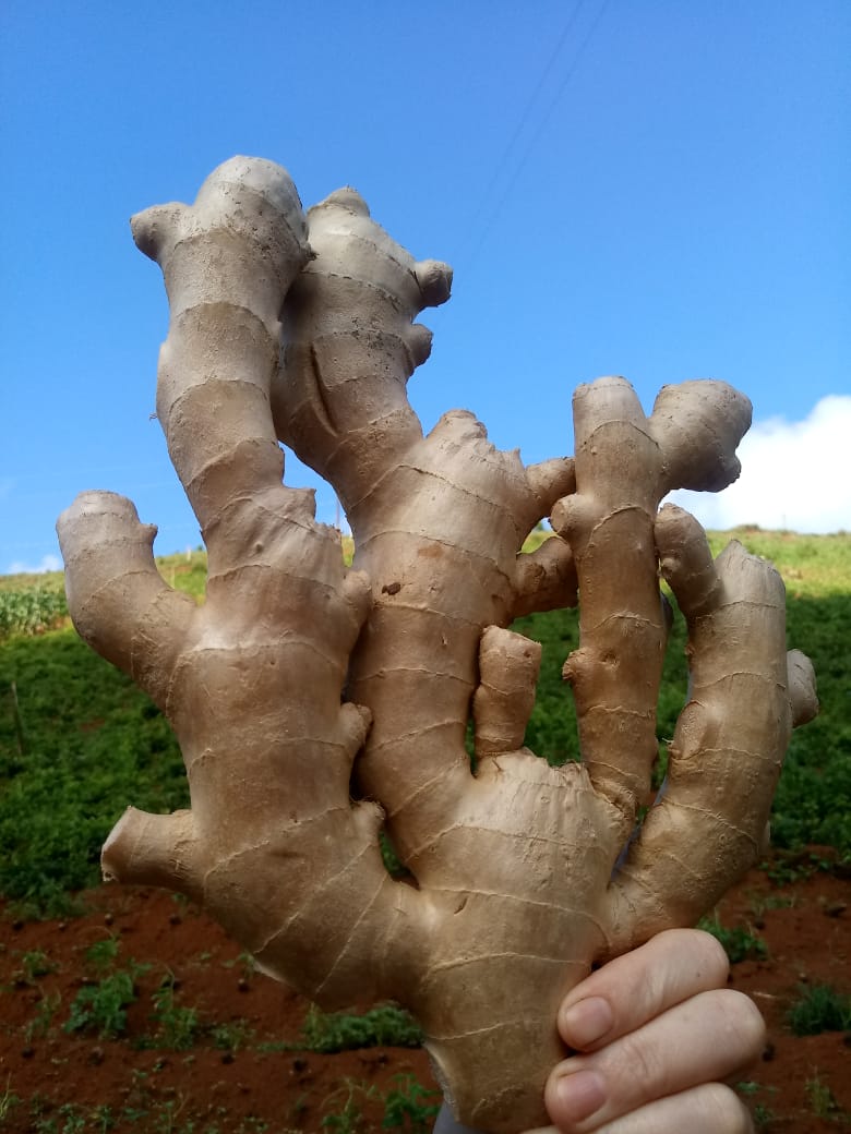 WhatsApp Image 2021-12-08 at 16.54.15.jpeg