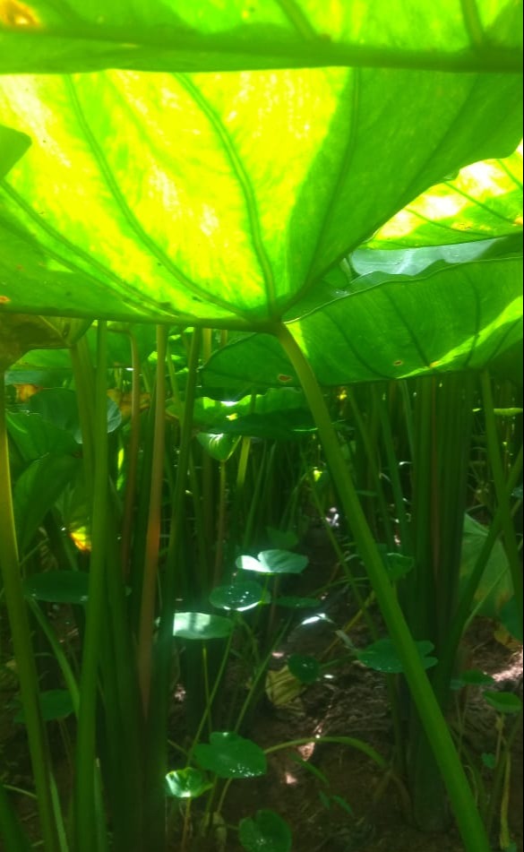 WhatsApp Image 2021-12-05 at 08.33.22.jpeg