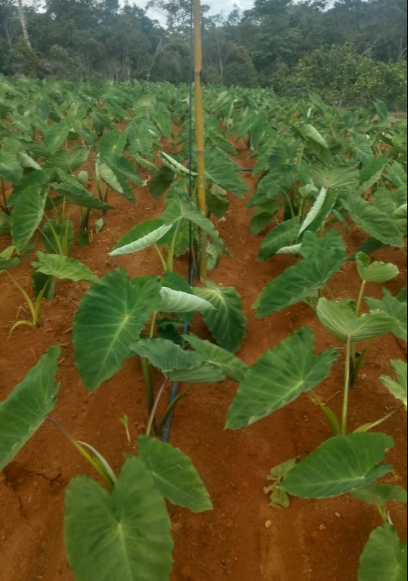 WhatsApp Image 2021-12-05 at 08.33.17 (2).jpeg