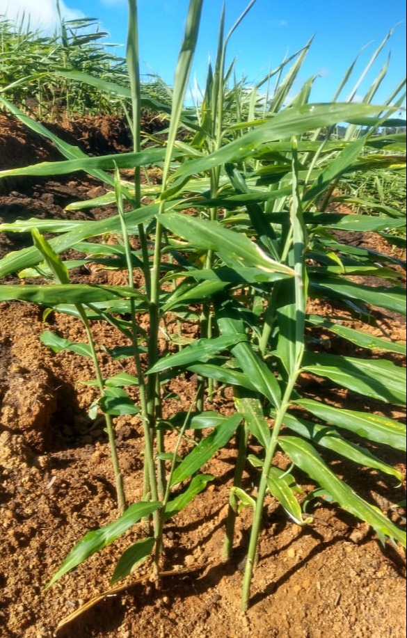 WhatsApp Image 2021-12-05 at 08.10.48 (1).jpeg