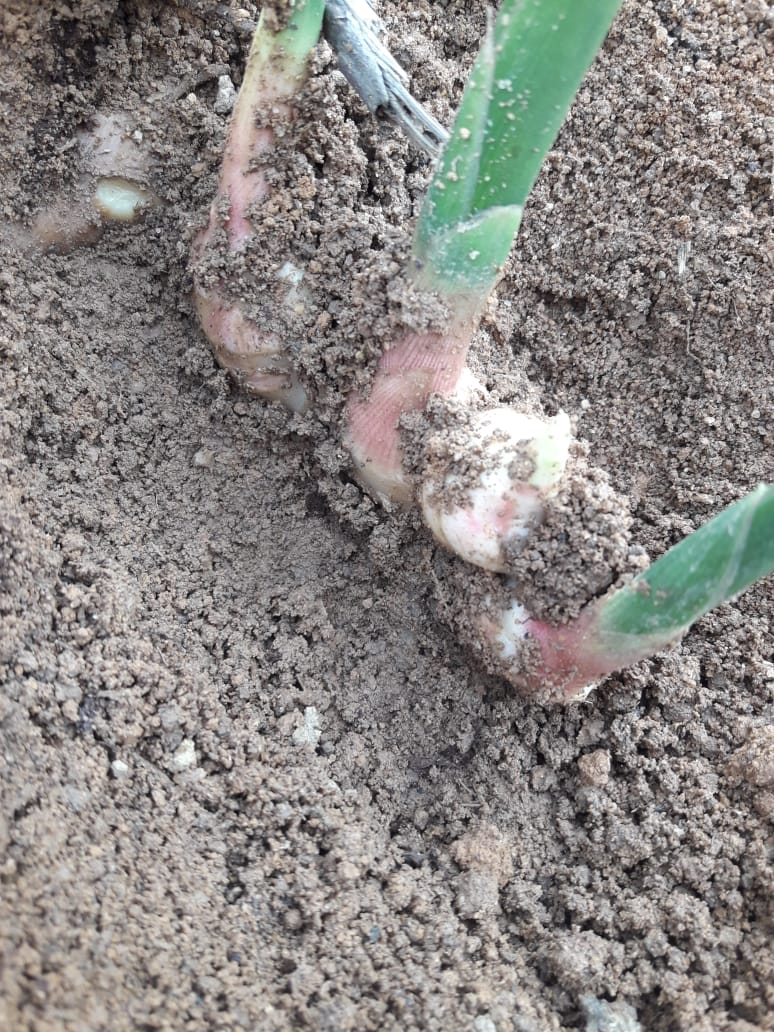 WhatsApp Image 2021-11-02 at 18.36.34.jpeg