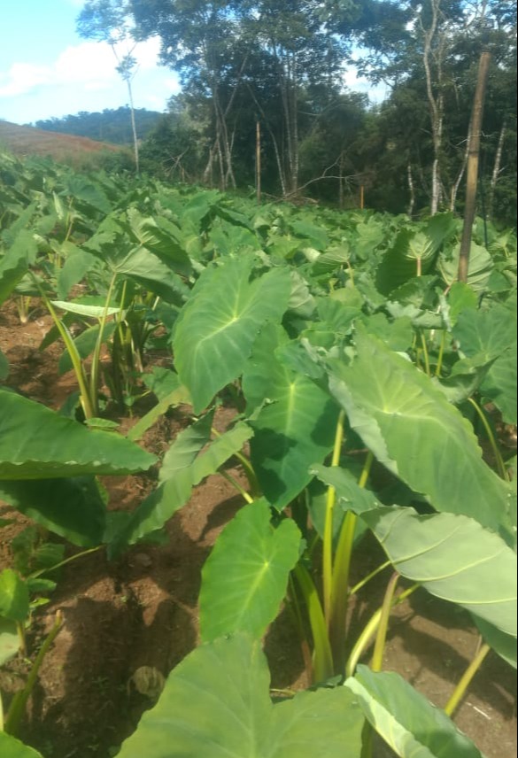 WhatsApp Image 2021-12-05 at 08.33.26.jpeg