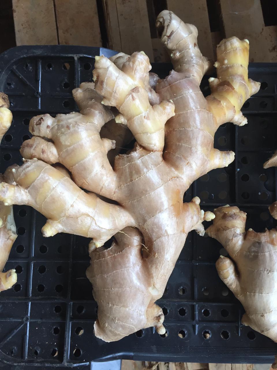 WhatsApp Image 2021-12-07 at 17.00.36.jpeg