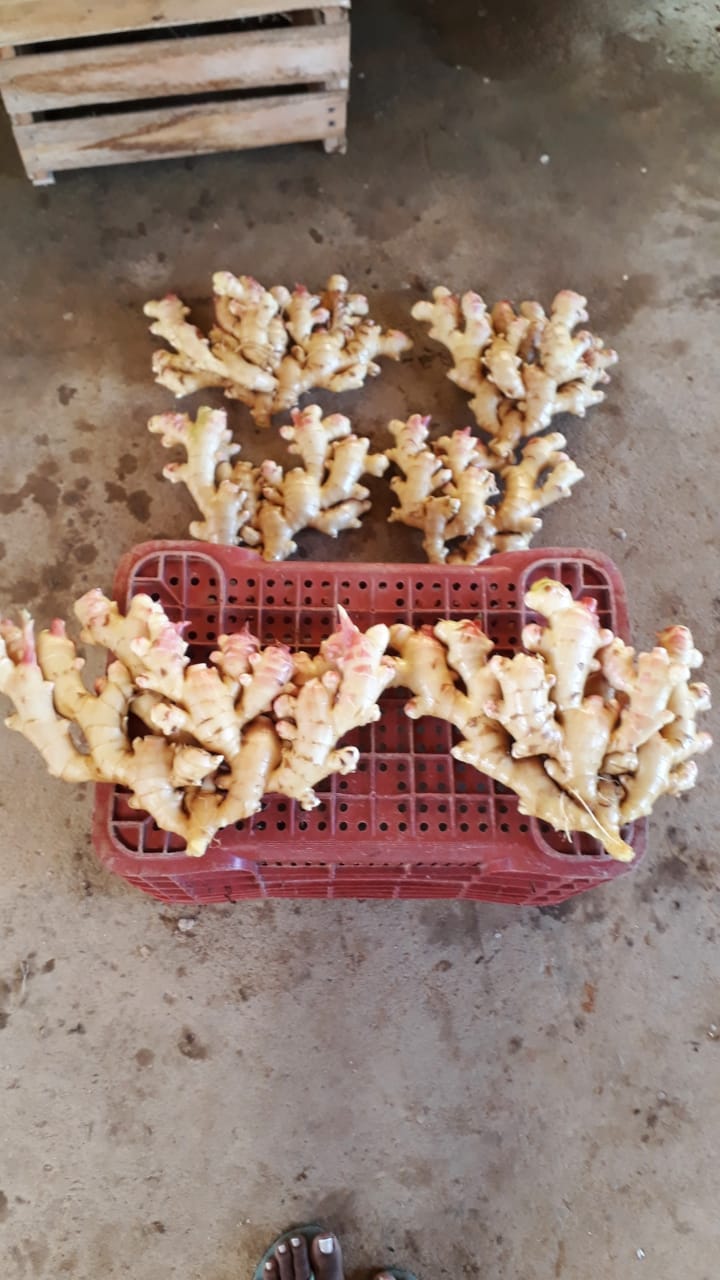 WhatsApp Image 2021-12-08 at 19.03.52 (1).jpeg