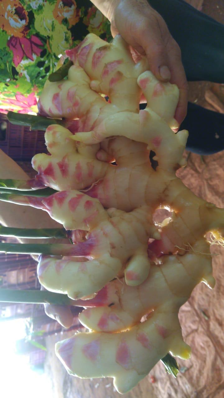 WhatsApp Image 2021-12-07 at 17.00.47.jpeg