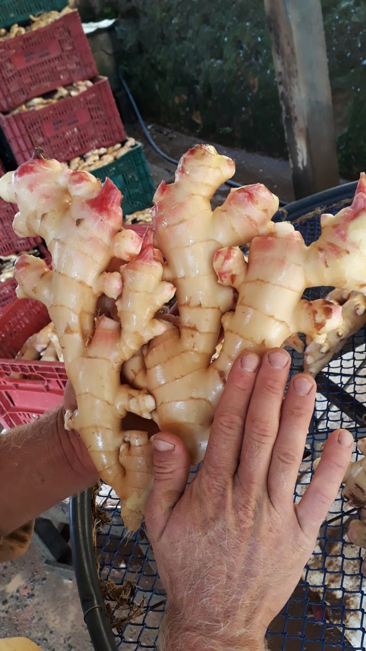 WhatsApp Image 2021-12-08 at 19.03.52.jpeg