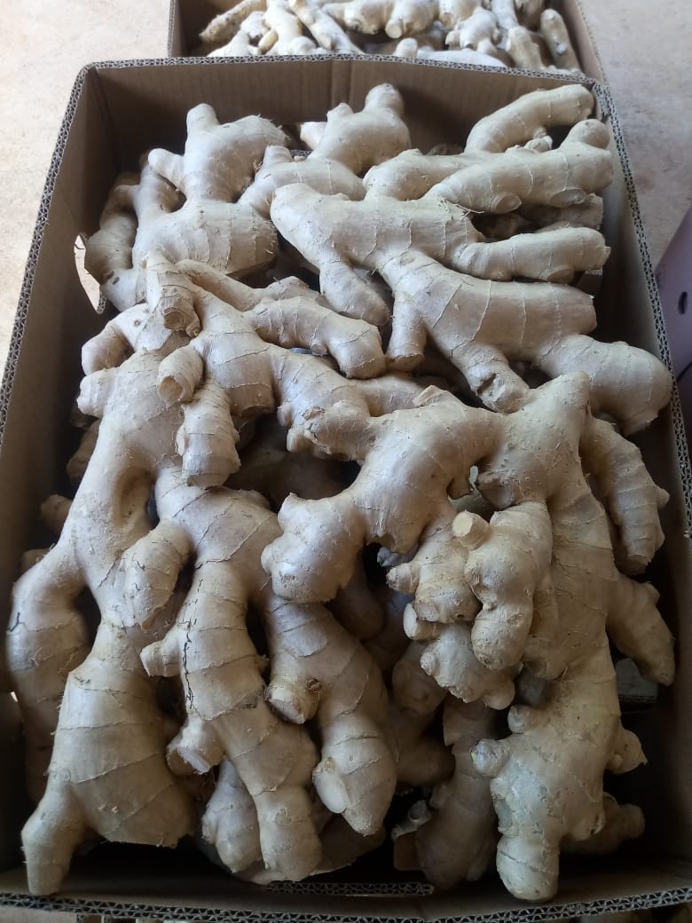 WhatsApp Image 2021-12-08 at 16.54.17.jpeg