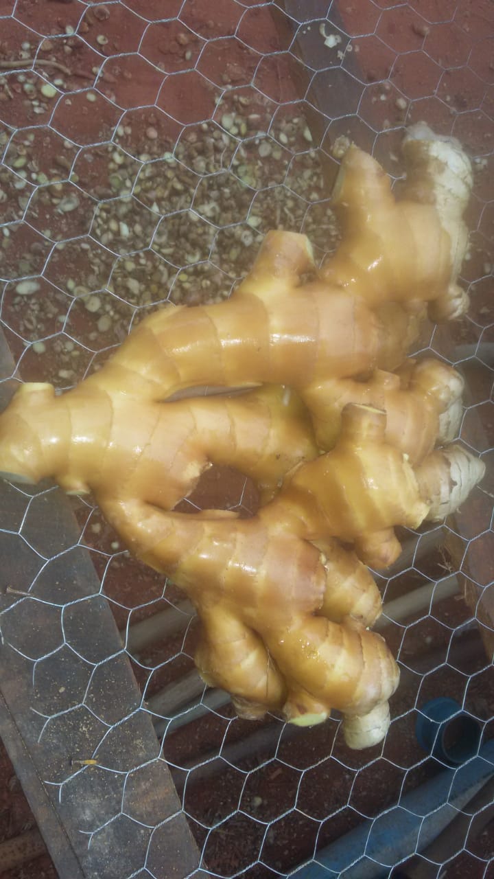 WhatsApp Image 2021-11-20 at 09.15.51.jpeg