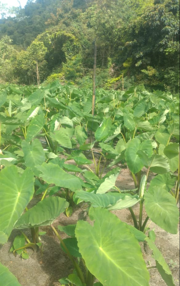 WhatsApp Image 2021-12-05 at 08.33.25.jpeg