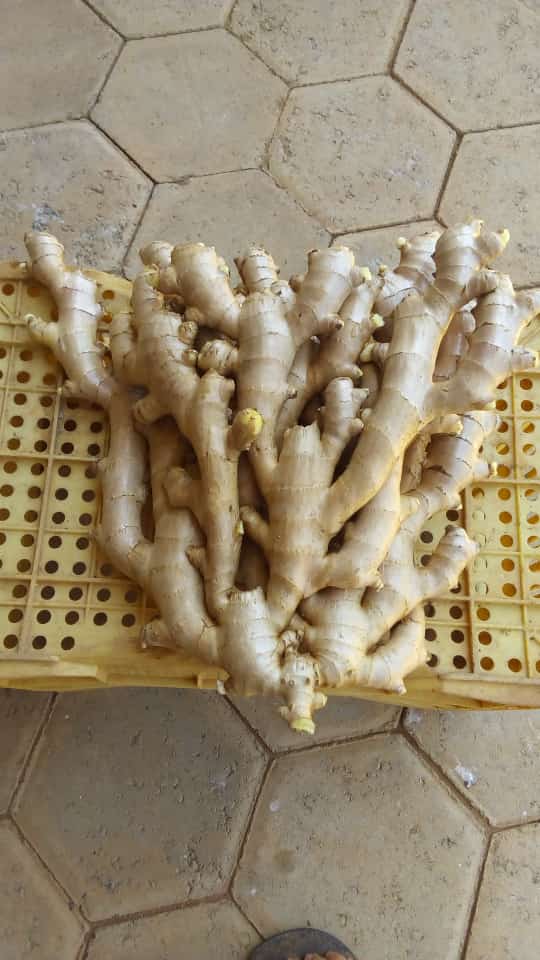 WhatsApp Image 2021-12-09 at 10.04.34.jpeg