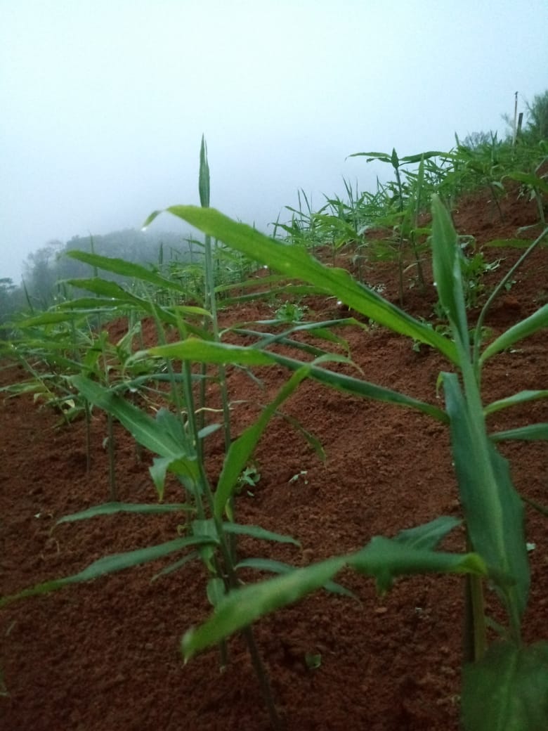 WhatsApp Image 2021-11-10 at 10.37.44.jpeg