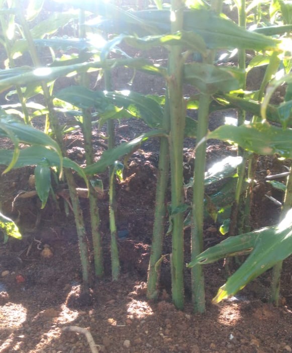 WhatsApp Image 2021-12-05 at 08.11.06.jpeg