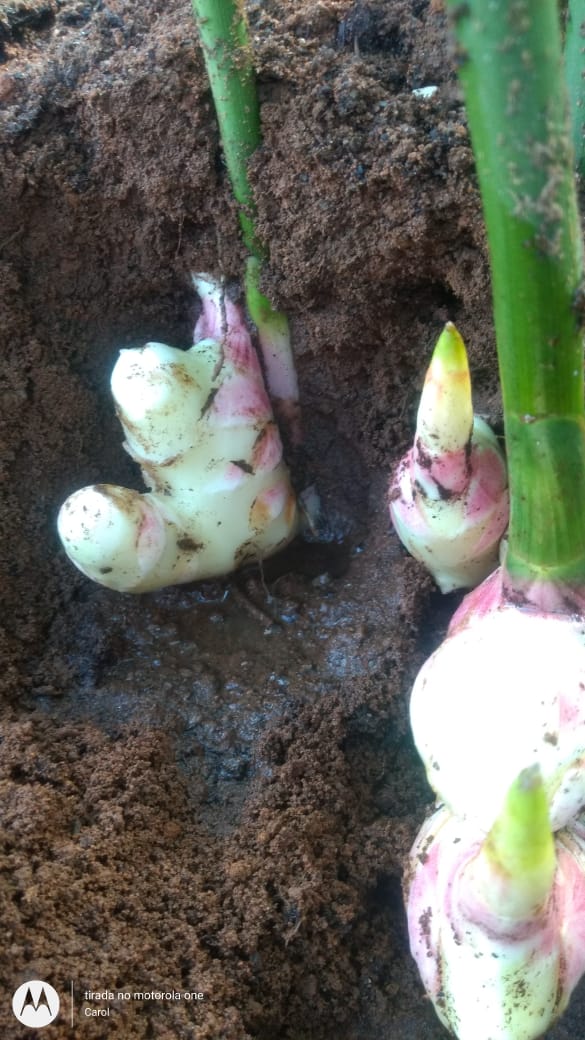 WhatsApp Image 2021-12-05 at 08.11.00 (1).jpeg