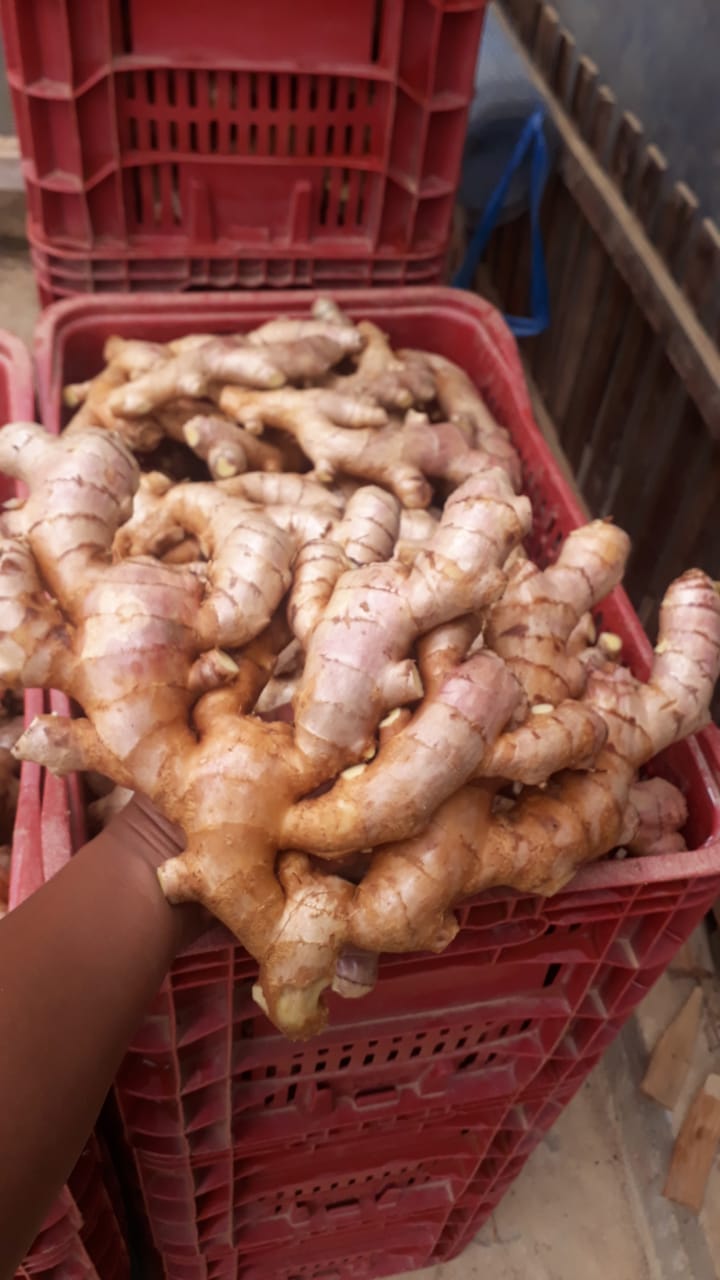 WhatsApp Image 2021-11-10 at 10.34.03.jpeg